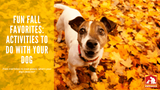 Fall Activities to Dog With Your Dog | Dog Training In Your Home Myrtle Beach